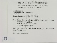 冇骨消絲齒菌藏品圖，第2張