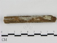 冇骨消絲齒菌藏品圖，第1張
