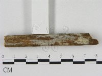 冇骨消絲齒菌藏品圖，第3張