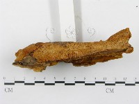 薄孔菌屬藏品圖，第4張