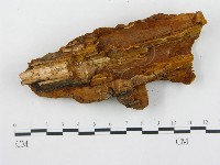 薄孔菌屬藏品圖，第5張