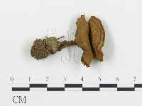 登錄號:F0015309藏品圖，第1張