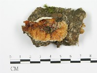 登錄號:F0015310藏品圖，第1張