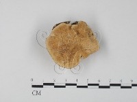 栓菌屬藏品圖，第1張