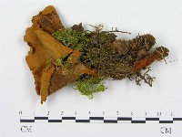 集毛菌屬藏品圖，第3張