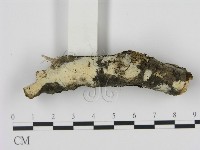 剛毛絲皮菌藏品圖，第1張