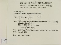 刺革菌屬藏品圖，第2張