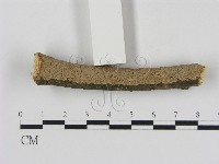 刺革菌屬藏品圖，第1張