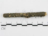 盤革菌屬藏品圖，第3張