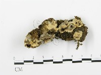 登錄號:F0015328藏品圖，第1張