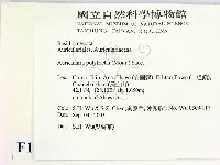 毛木耳藏品圖，第2張