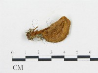 登錄號:F0015339藏品圖，第1張