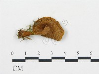 登錄號:F0015339藏品圖，第3張