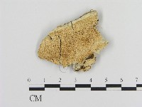 登錄號:F0015340藏品圖，第1張