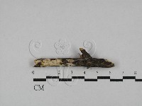 登錄號:F0015342藏品圖，第1張