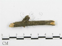 登錄號:F0015342藏品圖，第4張