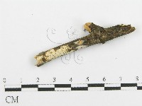 登錄號:F0015342藏品圖，第5張