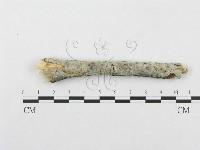 登錄號:F0015346藏品圖，第1張