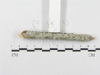 登錄號:F0015346藏品圖，第3張