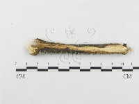 登錄號:F0015346藏品圖，第4張