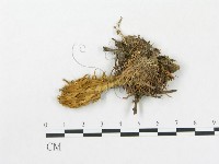 登錄號:F0015349藏品圖，第1張