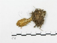 登錄號:F0015349藏品圖，第3張