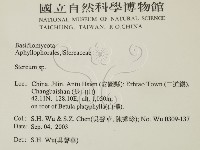 韌革菌屬藏品圖，第2張