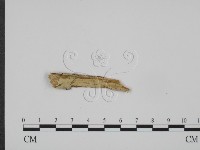 登錄號:F0015353藏品圖，第1張