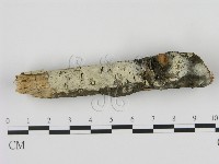 剛毛絲皮菌藏品圖，第1張