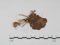 登錄號:F0015362藏品圖，第1張