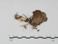 登錄號:F0015362藏品圖，第3張