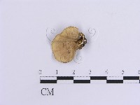 登錄號:F0015363藏品圖，第1張