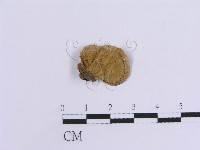 登錄號:F0015363藏品圖，第3張