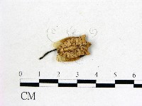 登錄號:F0015364藏品圖，第1張