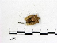 登錄號:F0015364藏品圖，第3張