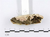 射脈菌屬藏品圖，第4張