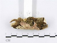 射脈菌屬藏品圖，第5張