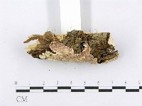 射脈菌屬藏品圖，第6張