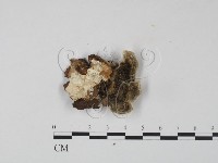 雲芝藏品圖，第3張