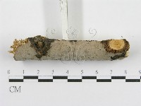 登錄號:F0015377藏品圖，第3張