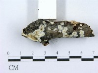 射脈菌屬藏品圖，第3張