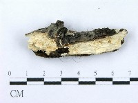 射脈菌屬藏品圖，第4張