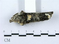 射脈菌屬藏品圖，第5張