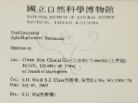 韌革菌屬藏品圖，第2張
