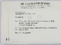 銳孔菌屬藏品圖，第2張