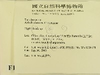 冇骨消絲齒菌藏品圖，第2張