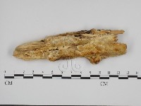 登錄號:F0015391藏品圖，第1張