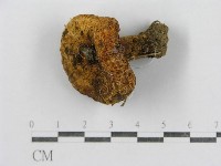 紅菇屬藏品圖，第3張