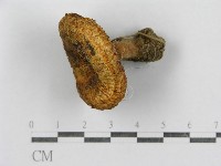 紅菇屬藏品圖，第4張