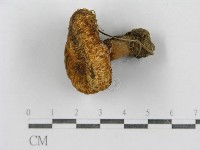 紅菇屬藏品圖，第5張